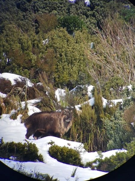 The bull as he moved down the ridge towards us.