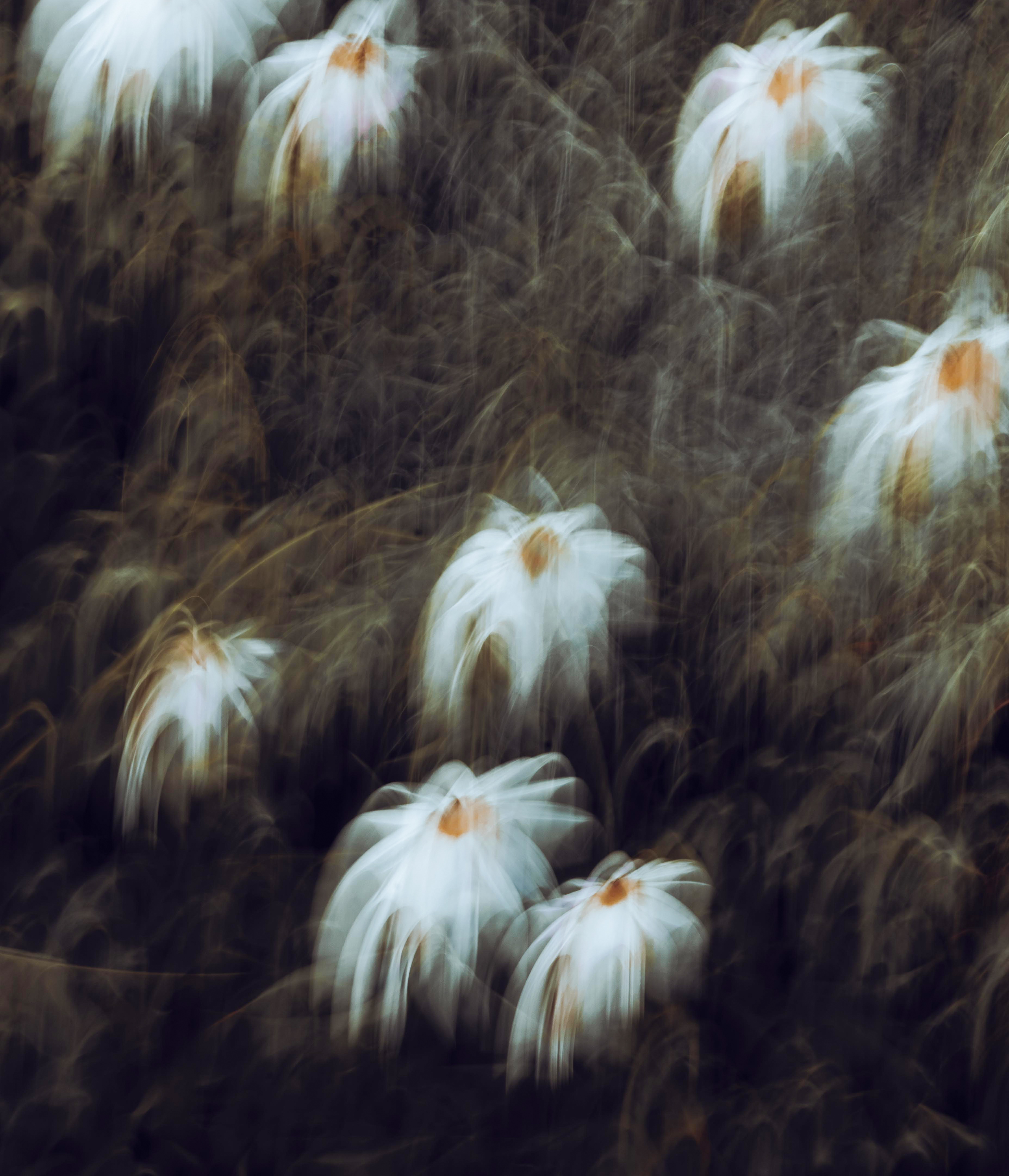 Janine Vince, Daisies