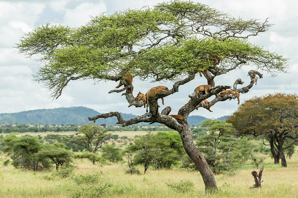 lions in a tree