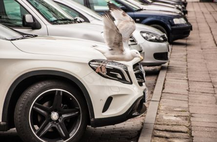 Car and bird