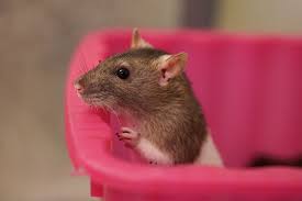 New standard for pest management 