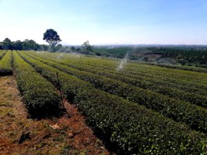 Tea plantation in Ho Chi Minh City
