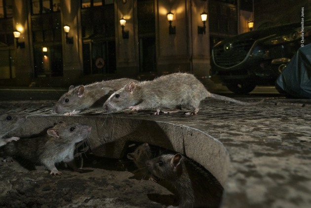 Winner 2019, Urban Wildlife. © Charlie Hamilton James (UK). The rat pack. On Pearl Street, in New York’s Lower Manhattan, brown rats scamper between their home under a tree grille and a pile of garbage bags full of food waste. Their ancestors hailed from the Asian steppes, travelling with traders to Europe and later crossing the Atlantic. Today, urban rat populations are rising fast. The rodents are well suited for city living – powerful swimmers, burrowers and jumpers, with great balance, aided by their maligned long tails. They are smart – capable of navigating complex networks such as sewers. They are also social and may even show empathy towards one another. But it’s their propensity to spread disease that inspires fear and disgust. Attempts to control them, though, are largely ineffective.