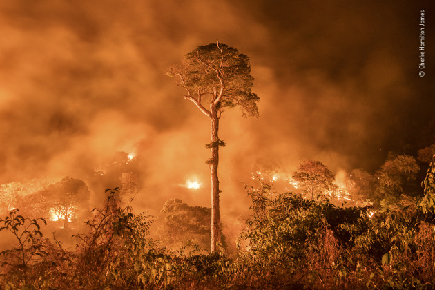 Amazon burning by Charlie Hamilton James, UK. Highly Commended 2020, Wildlife Photojournalism: Single Image. A fire burns out of control in Maranhão state, northeastern Brazil. A single tree remains standing – ‘a monument to human stupidity’, says Charlie, who has been covering deforestation in the Amazon for the past decade. The fire would have been started deliberately to clear a logged area of secondary forest for agriculture or cattle farming. In 2015, more than half the state’s primary forest was destroyed by fires started by illegal logging on indigenous land. Burning has continued in the state, exacerbated by drought, as land has been cleared, legally and illegally. In the past year, invasion of indigenous reserves and conservation areas by loggers and land-grabbing ranchers has increased, emboldened by President Jair Bolsonaro’s commitment to open up the Amazon for business and his attacks on indigenous groups.