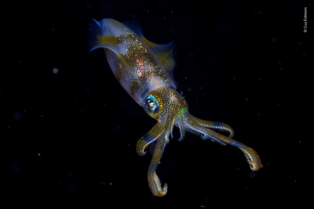 Winner 2019, 11-14 years old. © Cruz Erdmann (New Zealand). Night glow. Cruz was on an organized night dive in the Lembeh Strait off North Sulawesi, Indonesia and, as an eager photographer and speedy swimmer, had been asked to hold back from the main group to allow slower swimmers a chance of photography. This was how he found himself over an unpromising sand flat, in just 3 metres (10 feet) of water. It was here that he encountered the pair of big fin reef squid. They were engaged in courtship, involving a glowing, fast‑changing communication of lines, spots and stripes of varying shades and colours. One immediately jetted away, but the other – probably the male – hovered just long enough for Cruz to capture one instant of its glowing underwater show.