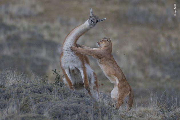 Joint Winner 2019, Behaviour: Mammals. © Ingo Arndt (Germany). The equal match. Fur flies as the puma launches her attack on the guanaco. For Ingo, the picture marked the culmination of seven months tracking wild pumas on foot, enduring extreme cold and biting winds in the Torres del Paine region of Patagonia, Chile. The female was Ingo’s main subject and was used to his presence. But to record an attack, he had to be facing both prey and puma. This required spotting a potential target – here a big male guanaco grazing apart from his herd on a small hill – and then positioning himself downwind, facing the likely direction the puma would come from. To monitor her movements when she was out of his sight, he positioned his two trackers so they could keep watch with binoculars and radio Ingo as the female approached her prey. A puma is fast – aided by a long, flexible spine (like that of the closely related cheetah) – but only over short distances.