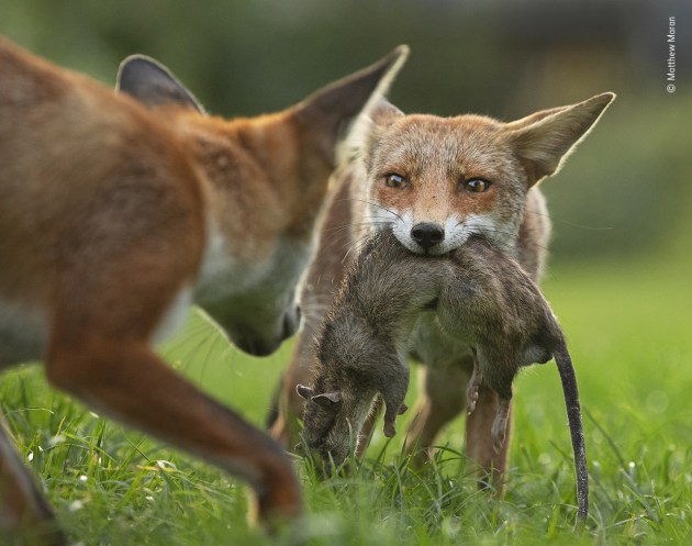 The rat game by Matthew Maran, UK. Highly Commended 2020, Behaviour: Mammals. With a determined stare, a young fox holds tight to her trophy – a dead brown rat – as her brother attempts to take it off her. For the past four years, Matthew has been photographing the foxes that live on a North London allotment. Like all foxes, they are opportunistic, taking advantage of all available food, whether human or pet food discarded or put out by fox-lovers, fruit, mice, voles, worms and other invertebrates, even birdfood. On this August evening, as Matthew lay prone watching the youngsters at play, one of them exploded out of the bushes with a dead rat in its mouth. The other three then began squabbling over it and a tug-of-war developed. When one got the prize, it would repeatedly toss it into the air and catch it. The rat could have been provided by one of the adults – which continue to feed their young into August – but it is rare for foxes to catch rats.