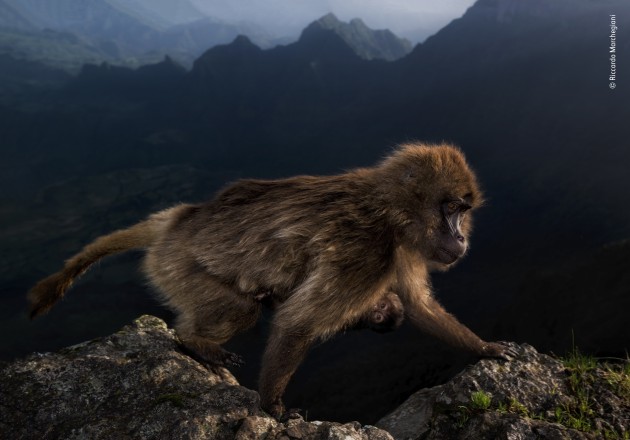 Winner 2019, 15-17 years old. © Riccardo Marchgiani (Italy). Early riser. Riccardo could not believe his luck when, at first light, this female gelada, with a week-old infant clinging to her belly, climbed over the cliff edge close to where he was perched. He was with his father and a friend on the high plateau in Ethiopia’s Simien Mountains National Park, there to watch geladas – a grass eating primate found only on the Ethiopian Plateau. At night, the geladas would take refuge on the steep cliff faces, huddling together on sleeping ledges, emerging at dawn to graze on the alpine grassland. On this day, a couple of hours before sunrise, Riccardo’s guide again led them to a cliff edge where the geladas were likely to emerge, giving him time to get into position before the geladas woke up. He was in luck.