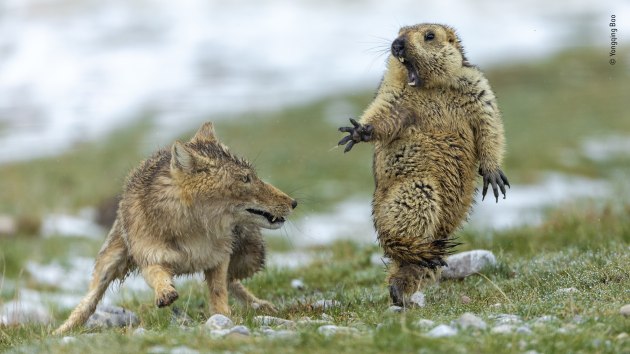 Wildlife Photographer of the Year 2019 and Joint Winner 2019, Behaviour: Mammals. © Yongqing Bao (China). The moment. It was early spring on the alpine meadowland of the Qinghai–Tibet Plateau, in China’s Qilian Mountains National Nature Reserve, and very cold. The marmot was hungry. It was still in its winter coat and not long out of its six-month, winter hibernation, spent deep underground with the rest of its colony of 30 or so. It had spotted the fox an hour earlier, and sounded the alarm to warn its companions to get back underground. But the fox itself hadn’t reacted, and was still in the same position. So the marmot had ventured out of its burrow again to search for plants to graze on. The fox continued to lie still. Then suddenly she rushed forward.