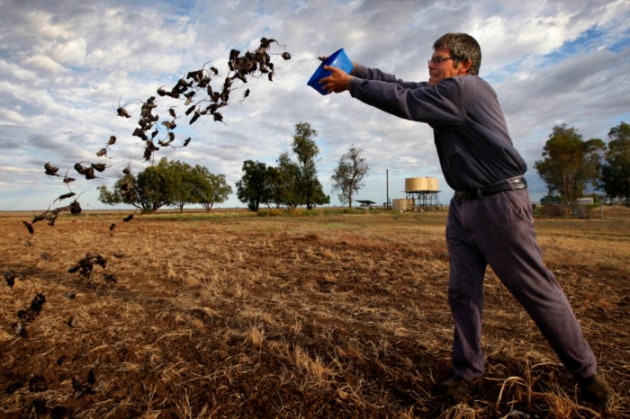 Finalist: Dean Sewell, Sun Herald, Of Mice and Men. Allan Inglis disposes of drowned mice carcasses in the open fields beyond the homestead. He performs this task several times over during the morning. “Even the Guinea Fowl are sick of them,” he quips, as he nods to the birds that roam freely around his property.