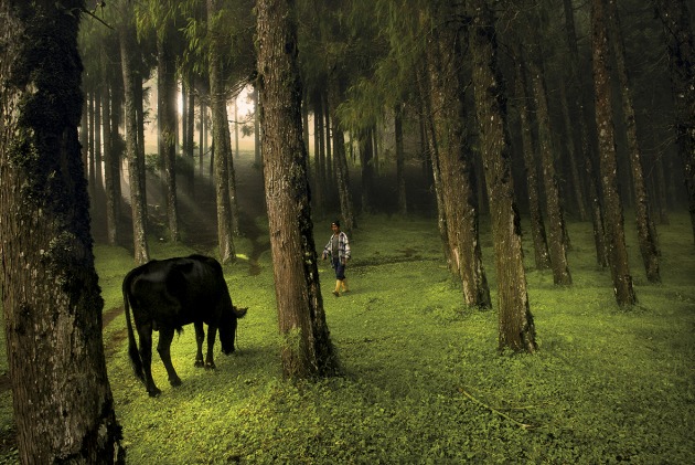 © Lynsey Addario. A man walks through a forest in Rethung Gonpa village outside of Trashigang, in east Bhutan, August 2007.