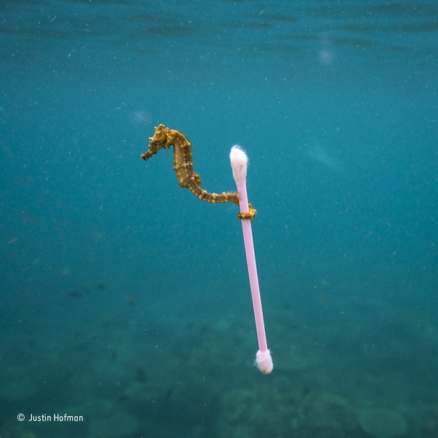 ‘Sewage surfer’: Seahorses hitch rides on the currents by grabbing floating objects such as seaweed with their delicate prehensile tails. Justin watched with delight as this tiny estuary seahorse ‘almost hopped’ from one bit of bouncing natural debris to the next, bobbing around near the surface on a reef near Sumbawa Island, Indonesia. But as the tide started to come in, the mood changed. The water contained more and more decidedly unnatural objects – mainly bits of plastic – and a film of sewage sludge covered the surface, all sluicing towards the shore. The seahorse let go of a piece of seagrass and seized a long, wispy piece of clear plastic.