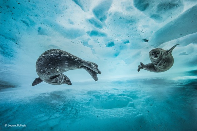 ‘Swim gym’: ‘We were still a few metres from the surface, when I heard the strange noises,’ says Laurent. Suspecting Weddell seals – known for their repertoire of at least 34 different underwater call types – he approached slowly. It was early spring in east Antarctica, and a mother was introducing her pup to the icy water.