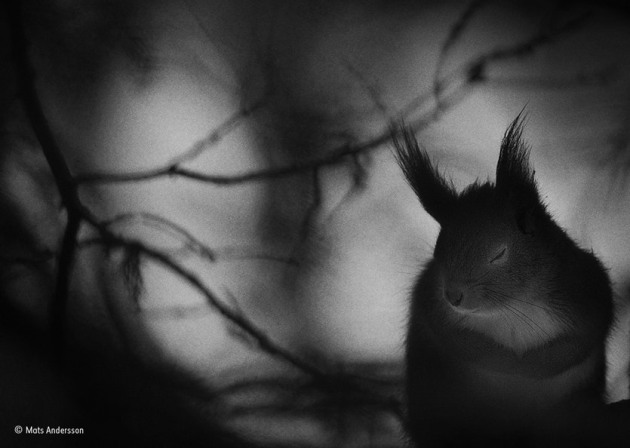 ‘Winter pause’: The red squirrel closed its eyes for just a moment, paws together, fur fluffed, then resumed its search for food. Winter is a tough time for northern animals. Some hibernate to escape its rigours, but not red squirrels. Mats walks every day in the forest near his home in southern Sweden, often stopping to watch the squirrels foraging in the spruce trees.