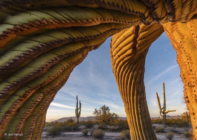 ‘Saguaro twist’: A band of ancient giants commands the expansive arid landscape of Arizona’s Sonoran Desert National Monument in the US. These emblematic saguaro cacti – up to 200 years old – may tower at more than 12 metres (40 feet) but are very slow growing, some sprouting upwardly curved branches as they mature.