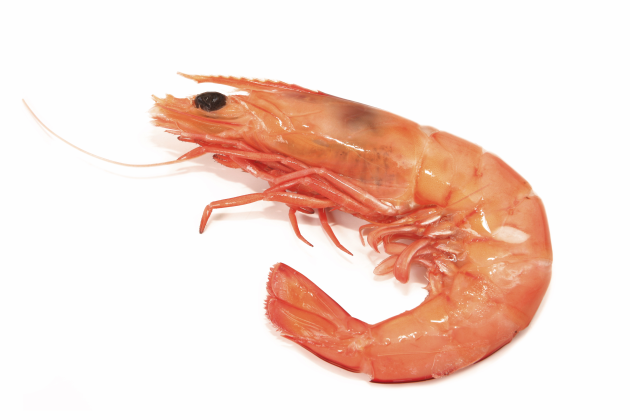 Prawns are being boycotted via an online petition run by Animals Australia.