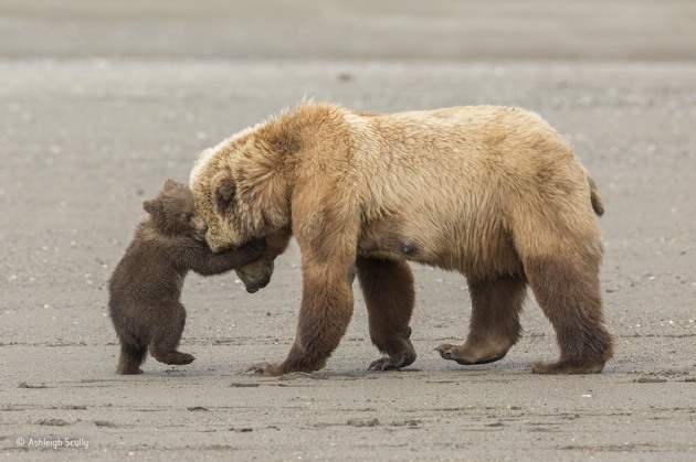 ‘Bear hug’: After fishing for clams at low tide, this mother brown bear was leading her young spring cubs back across the beach to the nearby meadow. But one young cub just wanted to stay and play. It was the moment Ashleigh had been waiting for. She had come to Alaska’s Lake Clark National Park intent on photographing the family life of brown bears.