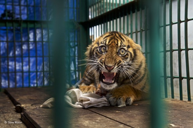 ‘Saved but caged’: A back leg of this six-month-old Sumatran tiger cub was so badly mangled by a snare that it had to be amputated. He was lucky to survive at all, having been trapped for four days before being discovered in a rainforest in Aceh Province on the Indonesian island of Sumatra. The likelihood is that the snare was set by oil‐palm plantation workers to catch bushmeat (though tigers are also deliberately snared).