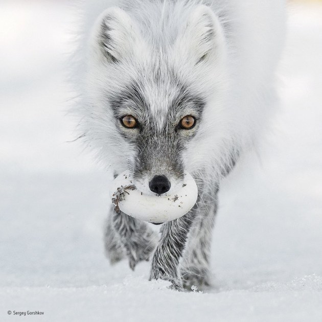 ‘Arctic treasure’: Carrying its trophy from a raid on a snow goose nest, an Arctic fox heads for a suitable burial spot. This is June and bonanza time for the foxes of Wrangel Island in the Russian Far East. Lemmings are the basic diet for Arctic foxes, but Wrangel suffers long, harsh winters and is ice‐bound for much of the year, making it a permanent source of stored food for these opportunist animals.