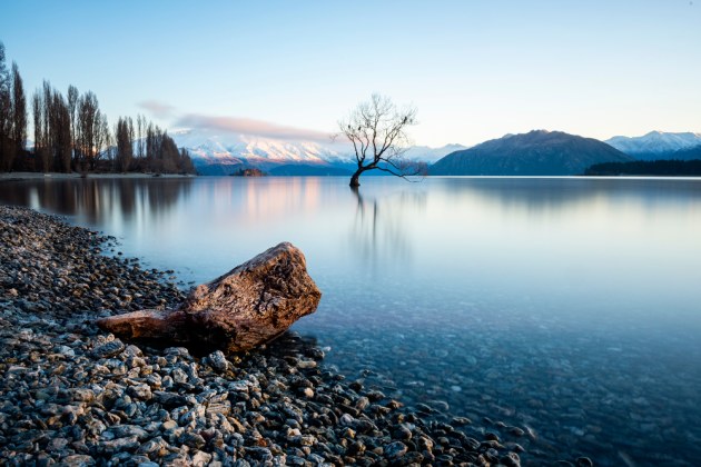 The Tree. © Lauren Bath.