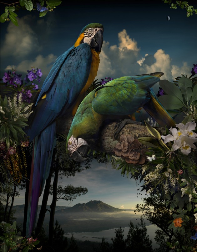 2015 winner. © Joseph McGlennon. Florilegium #1, 2014,
from the series, Florilegium. Pigment ink-jet print 127 x 100cm.
Monash Gallery of Art, City of Monash Collection
courtesy of the artist and Michael Reid (Sydney + Berlin).