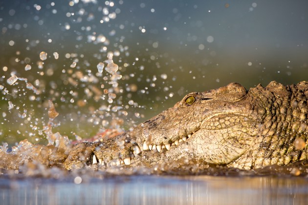 Choosing the warm summer months most likely for crocodile to move about and feed in South Africa, I waited for superb afternoon light and shot from down low once the action began. Canon 5D Mark III, Canon EF400mm f/2.8 lens @ 400mm. 1/1000s @ f/5.6, ISO500.