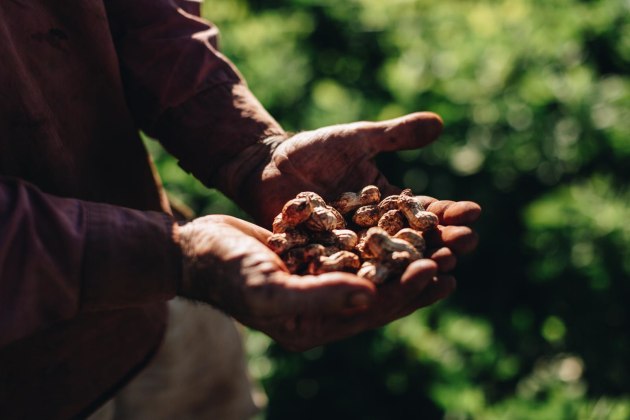 Each year Bega tells the story of the growers who produce the peanuts used in its peanut butter products.