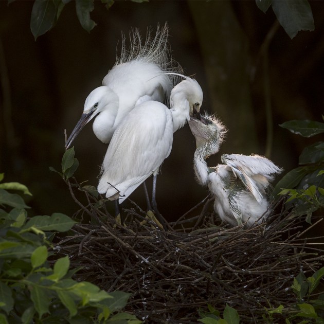 Pinglin, a Taipei suburb area, closed off river fishing a few years ago. The rehabilitation is successful, the fish and shrimps come back. In springtime, the herons gather here again as a result, mate, nest and then raise their younglings. These pictures focus on the peculiar feather patterns and behaviour of the little egret during these cycles.
Copyright: © Tsuimei Weng, Taiwan, Province of China (China), Shortlist, Professional, Natural World & Wildlife (2018 Professional competition), 2018 Sony World Photography Awards