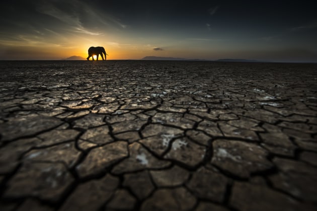 Increasingly over the last few years the rain seasons have become shorter and shorter and the droughts more prolonged. Elephants travel from afar to seek refuge under Mt Kilimanjaro whose snowmelt gives life to the lush swamps within Amboseli Park. Elephants travelling into the park from the North West have to cross Lake Amboseli, which is bone dry unless there are extended rains. In 2016 the early rains did not arrive and everyday throughout my stay I would base myself on this lakebed looking for large shapes to be crossing into the park. On this particular evening we spotted a lone bull making its way across the cracked earth. I wanted to include as much of the texture in the foreground as possible to emphasis the severe drought and to signify the reason these mammals are travelling so far to reach the foothills of the mountain.
Copyright: © Tom Way, United Kingdom, Shortlist, Open, Wildlife (Open competition), 2018 Sony World Photography Awards