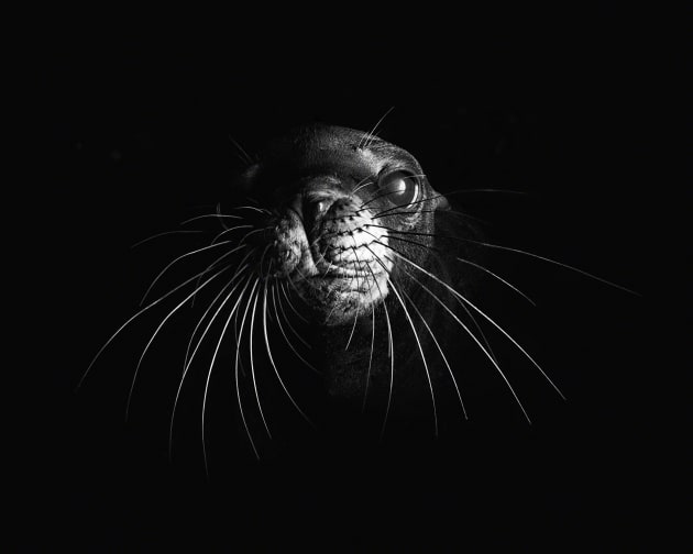 California sea lion pups are some of the most charismatic and engaging animals on our planet. One moment they might be utterly mischievous: nibbling on your dive equipment while whirling all around you… then they can suddenly change to be completely serene. It is this tranquility that I managed to record while sharing a small underwater cave with this cute little pup. It is rare in nature for a completely wild animal to demonstrate such trust in an unknown human, and I felt truly honoured during this short interaction. Los Islotes, off the Baja California Peninsula in Mexico.
Copyright: © Will Clark, United Kingdom, Shortlist, Open, Wildlife (Open competition), 2018 Sony World Photography Awards