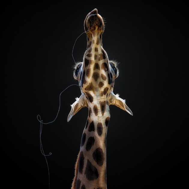 Drool escaping from the corner of a Giraffe's mouth
Copyright: © Pedro Jarque Krebs, Peru, Shortlist, Open, Wildlife (Open competition), 2018 Sony World Photography Awards