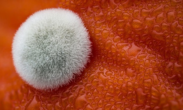 5th Place. Image by Dean Lerman, Netanya, Israel. 
Subject Matter: Mold on a tomato.
Magnification: 3.9x.