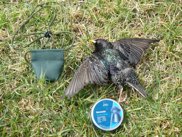 One of two starlings shot while learning to shoot with the new spring-powered HW97KT.