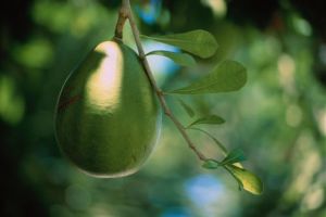 The avocado industry rejected market manipulation suggestions.