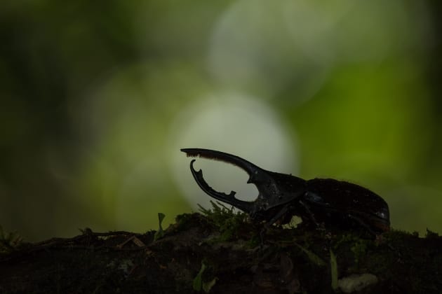 Hercules Beetle, lowland rainforest, Costa Rica
Canon 5DsR, Sigma 150-600 mm zoom lens, tripod, f/8, 1/30, ISO 100, no flash.