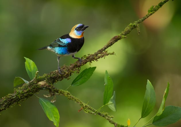 Golden-hooded Tanager in lowland rainforest, Costa Rica.
Canon 1D Mark IV, Canon 300 mm lens, 1.4x teleconverter, tripod, f/4, 1/160, ISO 800, on-camera flash. TTL fill-flash at -2 helped me to add a bit of sharpness and to fill in shadows in the dark forest understory.