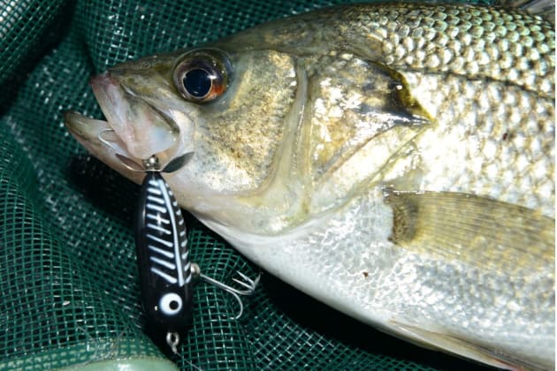 Not too many bass can resist a well worked fizzer, especially when cast around weed beds.