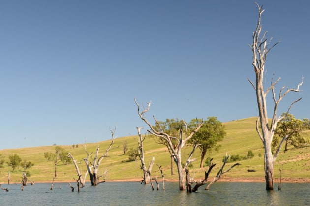 Stands of sunken timber like this are proven hotspots for bass in the Hunter impoundments.