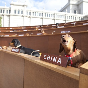 Dachshund UN by Kickstart alumnus Bennett Miller.