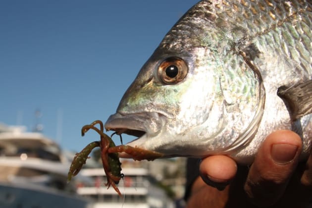 This nice Sydney Harbour bream couldn't resist the “bitten-down” Gulp Craw.