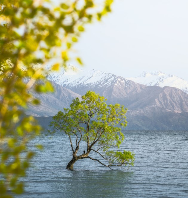 Wanaka Tree © Mitch Green