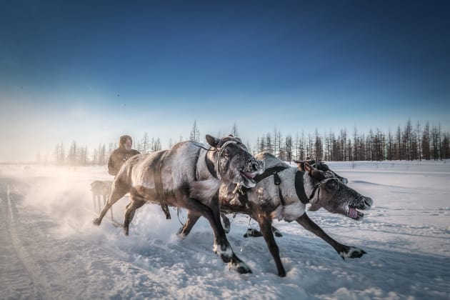 Take Me Away Deer! Since ancient times, the Nenets have led a nomadic life. Reindeer harnessed to sleds is the most reliable form of transport on the tundra, and the people of the North make use of their navigational abilities. In severe conditions, such as a blinding snow storm, deer are not only loyal companions, but sometimes the only hope for survival. Tamil Nureev, Noviy Urengoy, Russia.