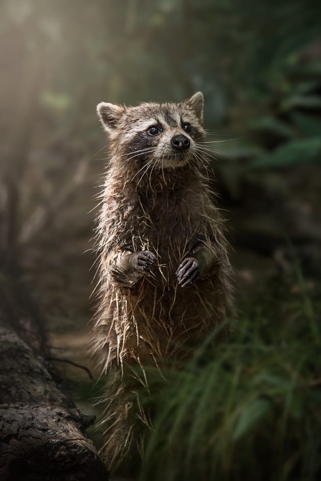 Swamp Raccoon: While I was looking for alligators at a swamp in Louisiana, this beautiful little creature wandered out of the murky waters right into the morning light. Kim Aikawa, Santa Rosa, California.