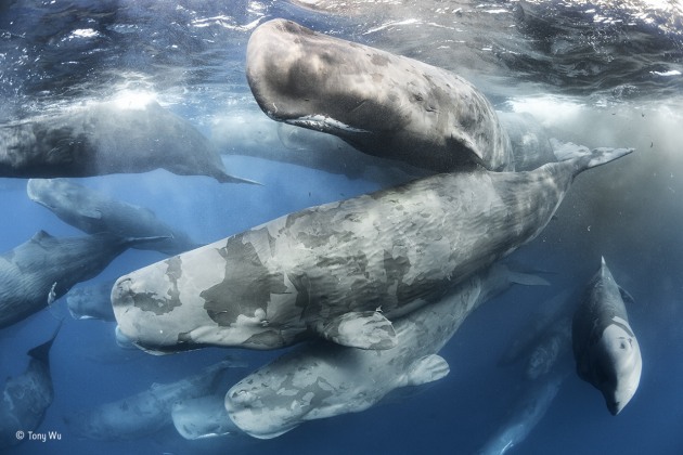 Giant gathering
Tony Wu, USA
Winner 2017, Behaviour: Mammals
Dozens of sperm whales mingled noisily off Sri Lanka’s northeast coast, stacked as far down as Tony could see. This was part of something special – a congregation of dozens, perhaps hundreds, of social units, like a kind of gathering of the clans. Sperm whales are intelligent, long-lived and gregarious, and groups play, forage, interact and communicate in different ways and have distinctive cultures. Aggregations like this could be a critical part of their rich, social lives but are rarely reported. Some two thirds of the sperm whale population was wiped out during the peak of industrialized whaling in the twentieth century.