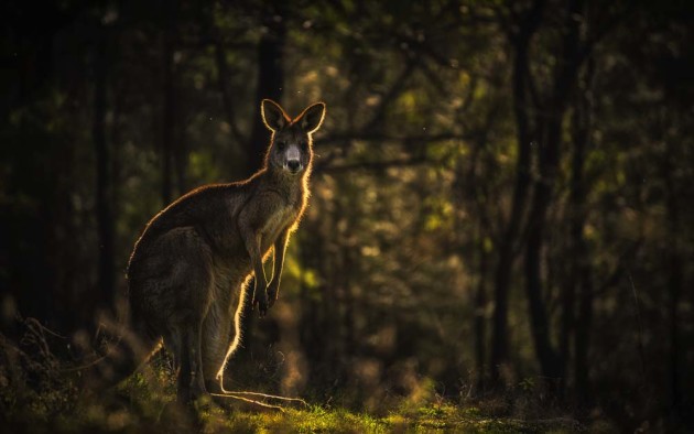 Kangaroo in the Bushes by Javier