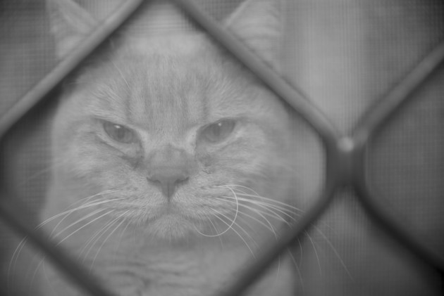 Let Me Out by Natalya Stone