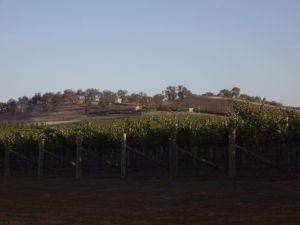 A vineyard in the Riverina region of NSW.