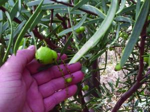 Sandalwood nuts grow on Connie and Marty Winch-Buist’s Greenhills property in Western Australia.