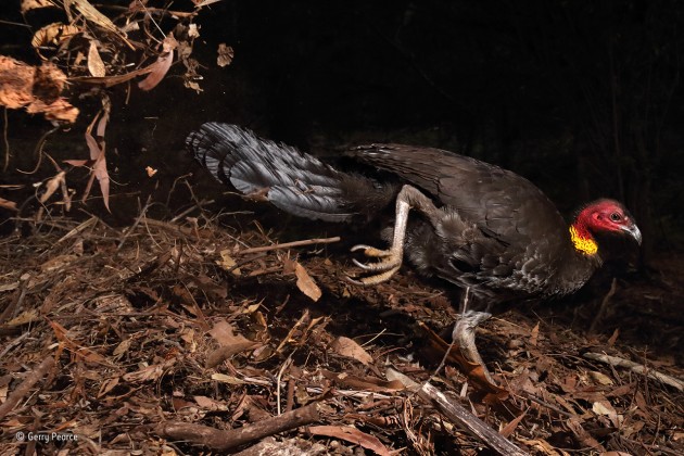 The incubator bird
Gerry Pearce, UK/Australia
Winner 2017, Behaviour: Birds
Most birds incubate their eggs with their bodies. Not so the Australian brush turkey, one of a handful of birds – the megapodes – that do it with an oven. Only the males oversee incubation. In this case, a male had chosen to create his nest‑mound near Gerry’s home in Sydney, bordering Garigal National Park. It took a month to build, out of leaves, soil and other debris, at which point it was more than a metre high – mounds used year after year can be more than 4 metres (13 feet) wide and 2 metres (6 feet 7 inches) high. The brush turkey then invited a succession of females to mate with him. If he and his mound were to their liking, they would lay a clutch of eggs in the mound.