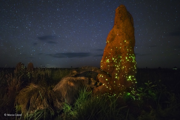 The night raider
Marcio Cabral, Brazil
Winner 2017, Animals in Their Environment
It was the start of the rainy season, but though the night was humid, there were no clouds, and under the starry sky, the termite mounds now twinkled with intense green lights. For three seasons, Marcio had camped out in Brazil’s cerrado region, on the vast treeless savannah of Emas National Park, waiting for the right conditions to capture the light display. It happens when winged termites take to the sky to mate.